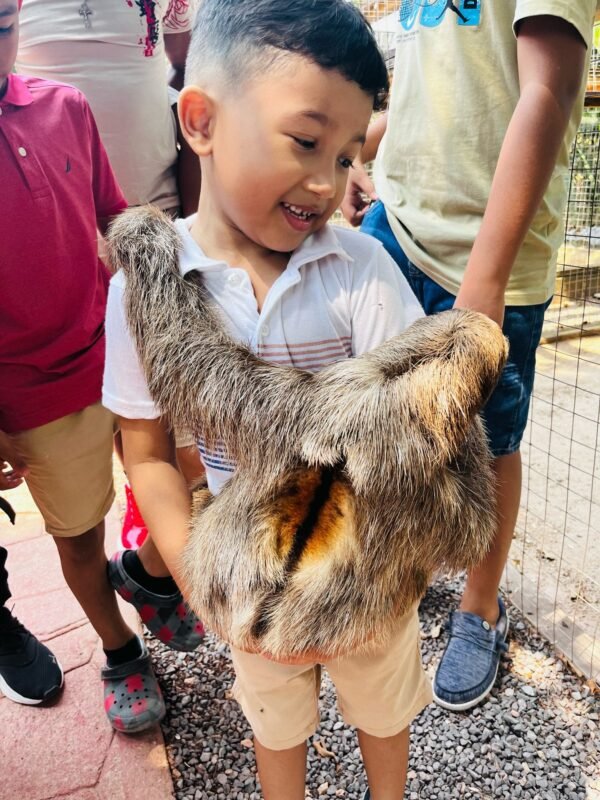 AJ's Sloths & Monkeys Hangout