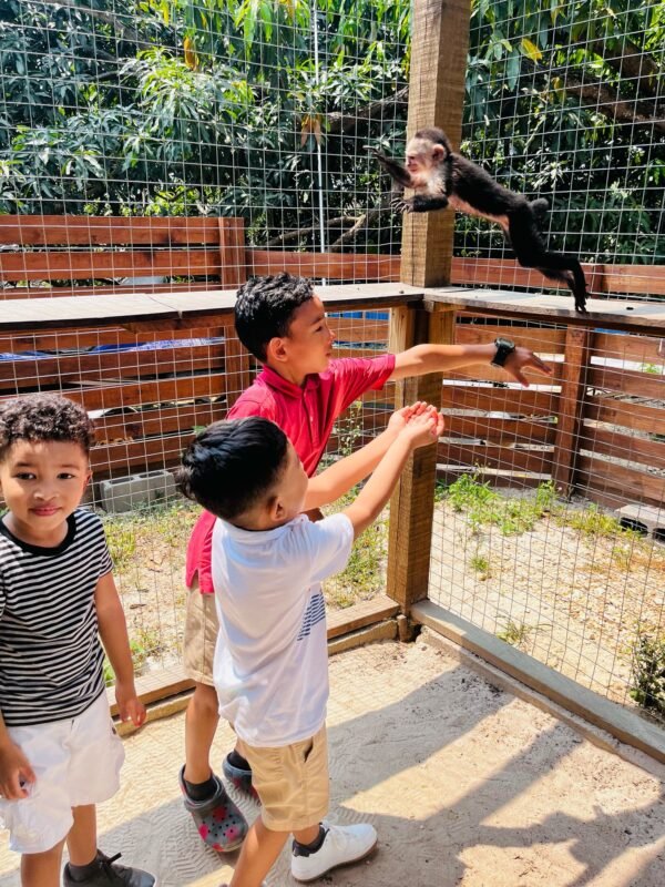 AJ's Sloths & Monkeys Hangout - Imagen 6